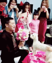 结婚闹洞房的搞笑动图爆笑gif搞笑图片