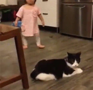 猫咪跟小孩子玩耍的搞笑GIF动图爆笑gif搞笑图片