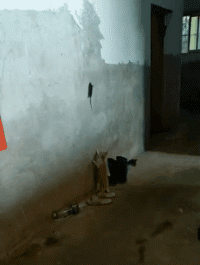 猫抓老鼠的搞笑动态图爆笑gif搞笑图片