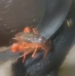 小龙虾下锅的搞笑动态图爆笑gif搞笑图片