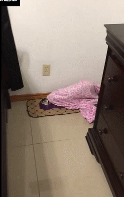 狗喝水的搞笑动图爆笑gif搞笑图片