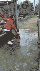 公鸡追人的搞笑动图爆笑gif搞笑图片