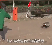 狗子你摊上事了爆笑gif搞笑图片