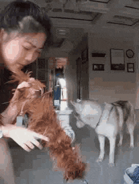 二哈：刚才发生的了什么爆笑gif搞笑图片