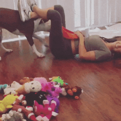 狗子：快拿来给我玩玩爆笑gif搞笑图片