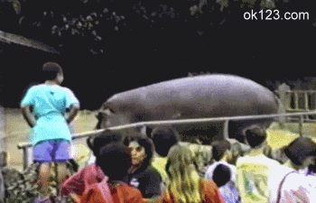 河马放屁自带排风扇爆笑gif搞笑图片