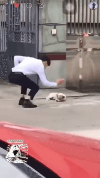 狗子：真的是防不胜防，吓劳资一跳爆笑gif搞笑图片