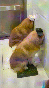 泰迪：我是受害者为什么我还要被罚爆笑gif搞笑图片