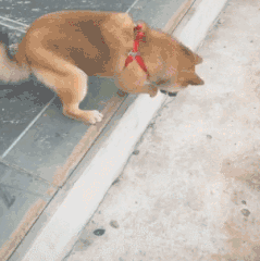 别催我，我在试高度爆笑gif搞笑图片