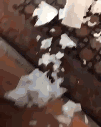 狗子：我保证此事与我无瓜，是它自己掉下来的爆笑gif搞笑图片