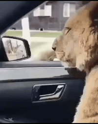 咱不敢问也不敢说呀爆笑gif搞笑图片