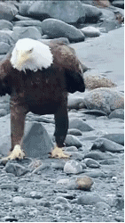 不走路还好爆笑gif搞笑图片