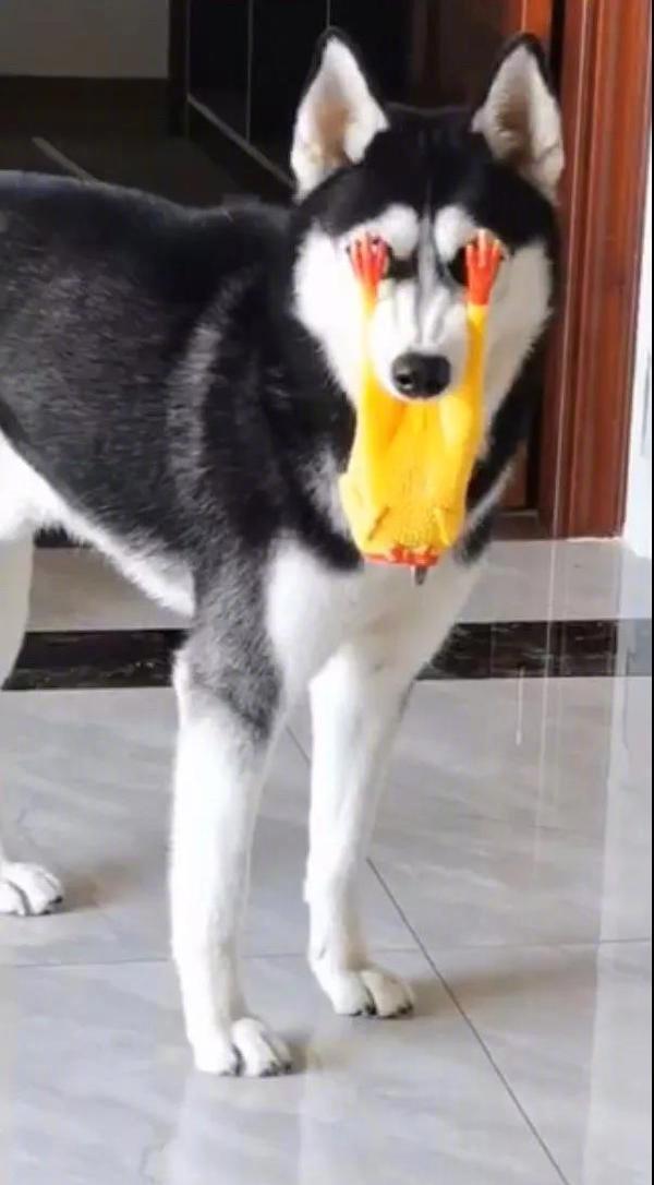 是不是上帝在我眼前 遮住了眼帘爆笑gif搞笑图片