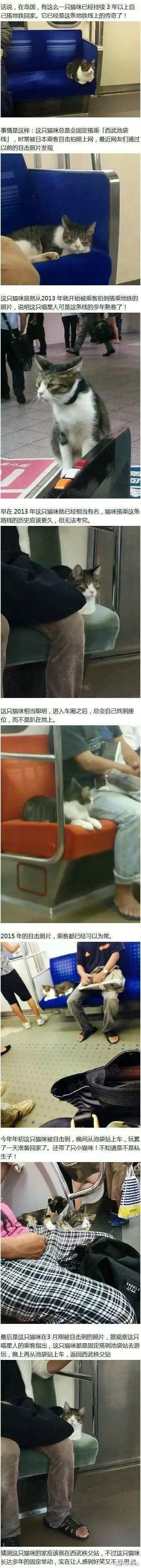 猫和狗逃票的区别爆笑gif搞笑图片