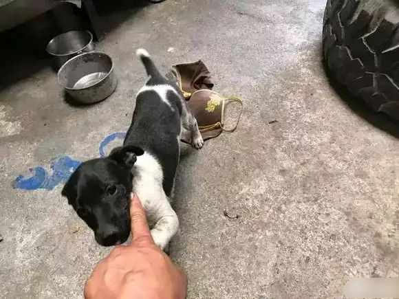 不知道从哪里叼来的，要不要给人送回去爆笑gif搞笑图片