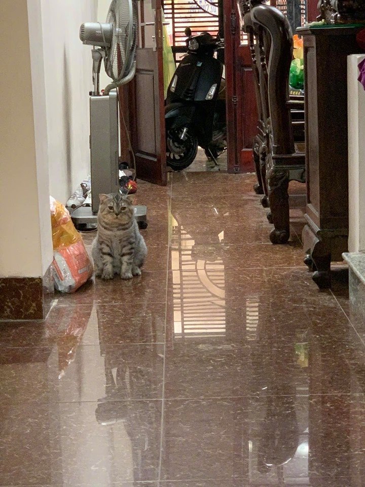 猫咪得知主人忘记买零食后爆笑gif搞笑图片