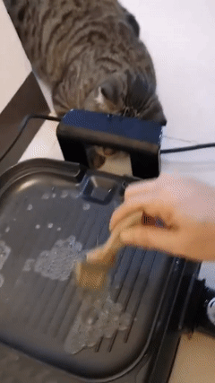 好奇心害死喵爆笑gif搞笑图片