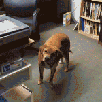 铲屎的脑子瓦特了爆笑gif搞笑图片