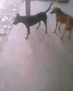 为何你明明动了情，却又不靠近 。喜欢是放肆，但爱是克制爆笑gif搞笑图片