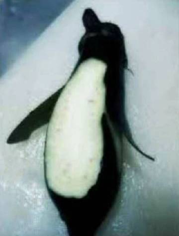 笑死企鹅肉系列图  这下敷衍再也不缺素材了爆笑gif搞笑图片