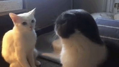 声东击西爆笑gif搞笑图片