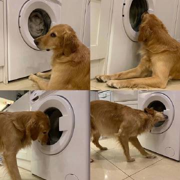 狗子是不是都是忠诚的玩具守护者？爆笑gif搞笑图片