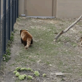 一只自得其乐的小熊猫，一看就不正经爆笑gif搞笑图片