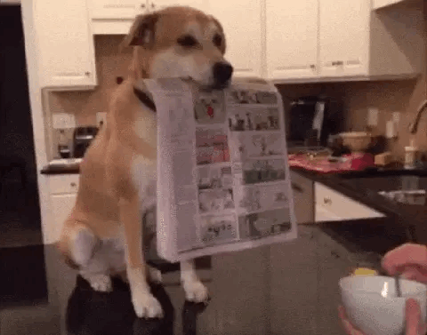 养狗千日 用狗每朝 ​​​​爆笑gif搞笑图片