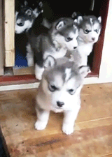 阿拉斯加，你可以永远不长大吗爆笑gif搞笑图片