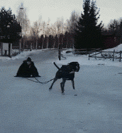 狗狗：我去，猪一样的体重还让劳资拉我要自己走了，你给我一边凉爆笑gif搞笑图片
