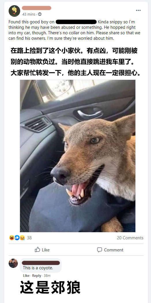 这只狗子不太一样爆笑gif搞笑图片