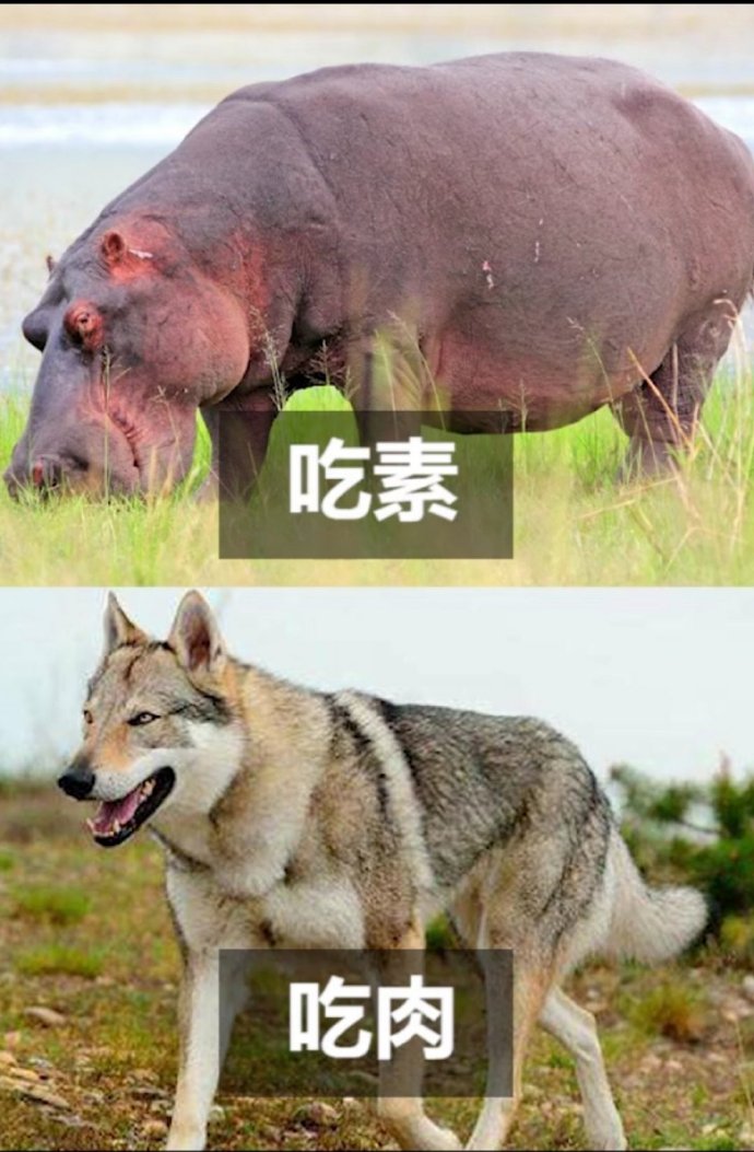 吃肉真的可以变爆笑gif搞笑图片