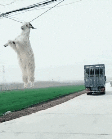 师傅，你落下一位小可爱了爆笑gif搞笑图片