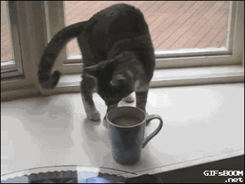 鉴定完毕，正品爆笑gif搞笑图片