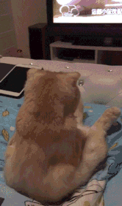 干啥？看电视呢，有事快说爆笑gif搞笑图片