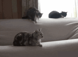 发生了什么？？？？爆笑gif搞笑图片