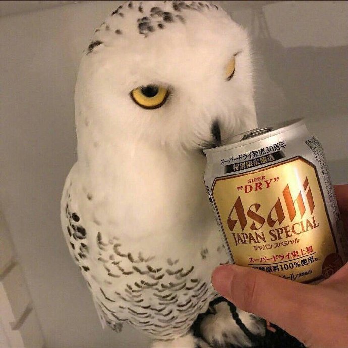 日本网友给宠物猫头鹰喝了啤酒以后爆笑gif搞笑图片