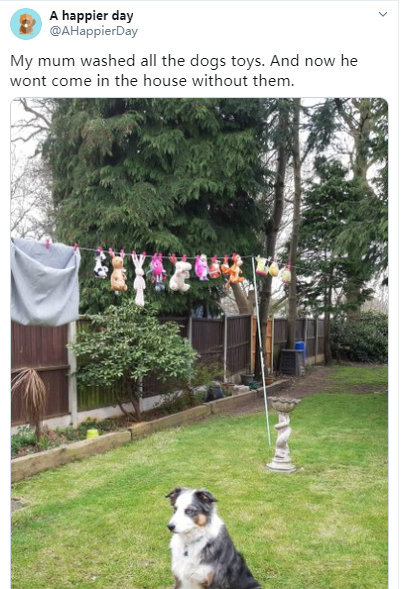 “就因为我妈妈洗了它的玩具，它已经打算住在院子里，与玩具共存爆笑gif搞笑图片