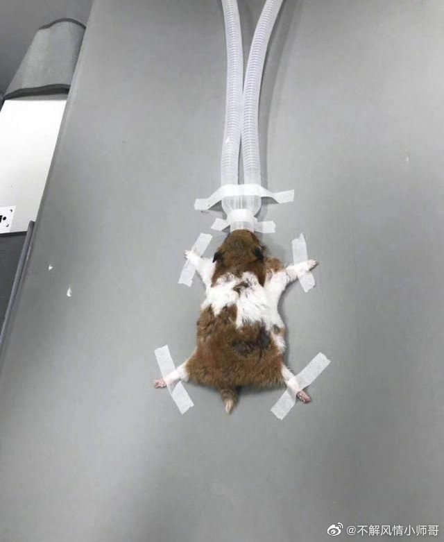据说是家养的仓鼠。和猫打架，输了。骨折了来排片子爆笑gif搞笑图片