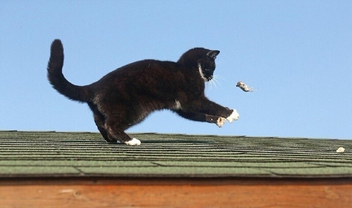 外国一户人家主人拍下了他家猫调戏小老鼠的全过程  老鼠：猫哥，爆笑gif搞笑图片