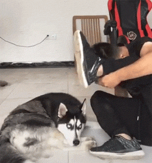 哈士奇：真没用，这有啥难的爆笑gif搞笑图片