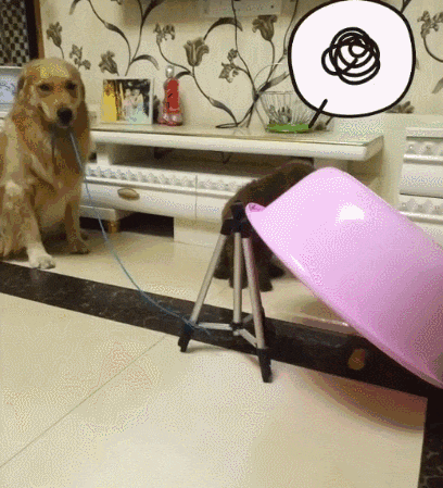 金毛：报仇了，抓到了爆笑gif搞笑图片