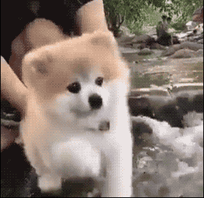 一直没有感情的划水狗子爆笑gif搞笑图片