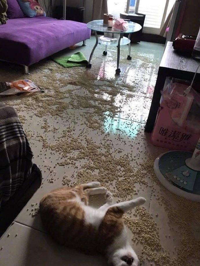 主人回家看到这一幕！！该怎么处理！ ​​​R爆笑gif搞笑图片