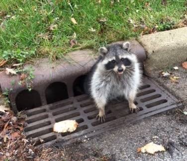 因为太胖被卡住了的小浣熊，哈哈哈哈哈哈哈哈生无可恋脸.爆笑gif搞笑图片