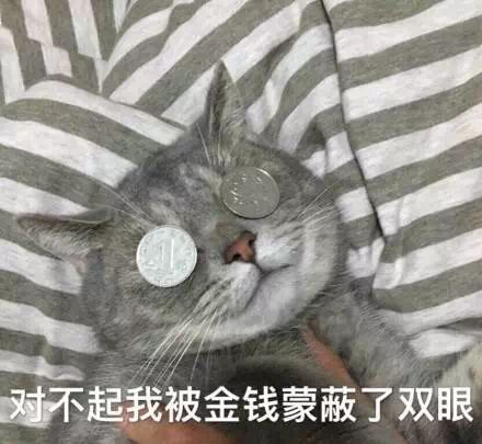 猫咪：我被金钱蒙蔽了双眼DIY斗图gif搞笑图片