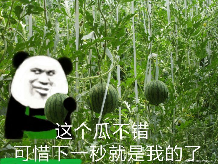 熊猫头偷西瓜?：这个瓜不错，可惜下一秒就是我的了DIY斗图gif搞笑图片
