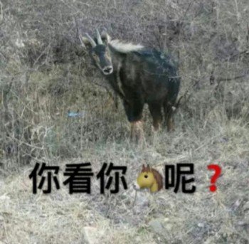 马看着你：你看你马?呢DIY斗图gif搞笑图片