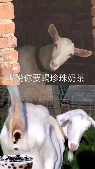 听说你要喝珍珠奶茶（其实是羊屎）DIY斗图gif搞笑图片