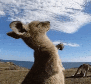 治愈系表情包_小袋鼠后仰摇手手GIF动图DIY斗图gif搞笑图片